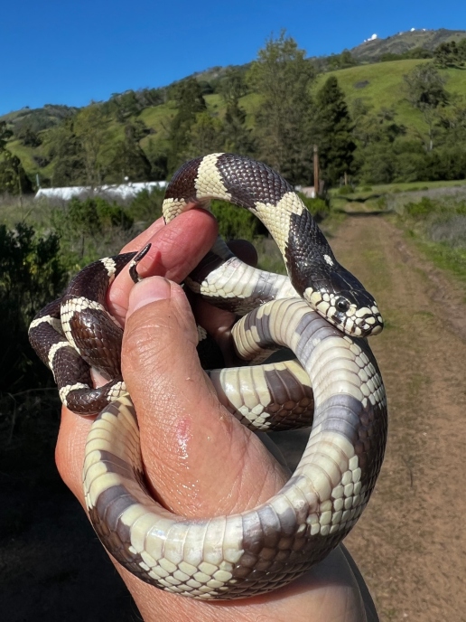 California Kingsnake